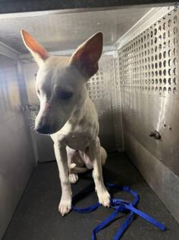 BABY GIRL -  Labrador Retriever and Mixed Breed Dog for Adoption in Corpus Christi, Texas - BABY GIRL | PetCurious