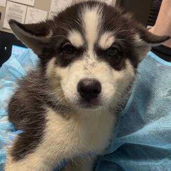 Presley -  Husky Dog for Adoption in Yuma, Arizona - Presley | PetCurious