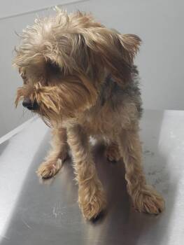 Pen 221 Benjamin -  Yorkshire Terrier Dog for Adoption in Lawrenceville, Georgia - Pen 221 Benjamin | PetCurious