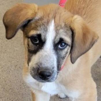 Rescue Mixed Breed Dogs for Adoption in Las Cruces, New Mexico - Miguel | PetCurious