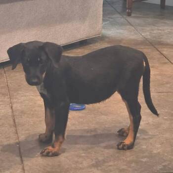 Violet -  Doberman Pinscher and Mixed Breed Dog for Adoption in Overland Park, Kansas - Violet | PetCurious
