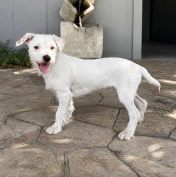 Alfredo -  Terrier Dog for Adoption in Lathrop, California - Alfredo | PetCurious