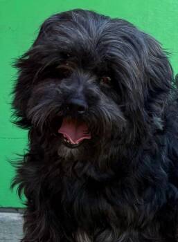 Miniature Poodle and Shih Tzu Dogs Available for Adoption in Norwalk, Connecticut - Blackie | PetCurious