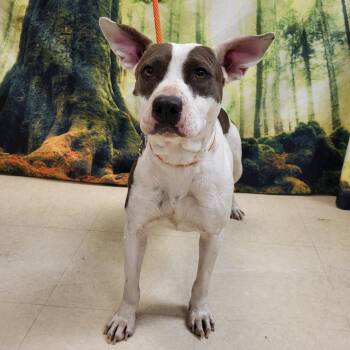 Pit Bull Terrier Dogs Available for Adoption - Gizmo | PetCurious
