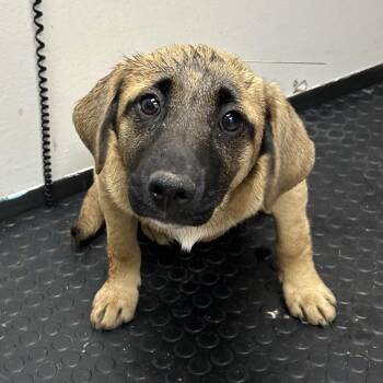 Hound Dogs Available for Adoption - Mary | PetCurious