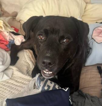 Labrador Retriever Dogs Available for Adoption - Beautiful Betty | PetCurious