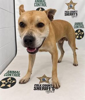 SPENCER -  American Bulldog and Mixed Breed Dog for Adoption in Winter Haven, Florida - SPENCER | PetCurious