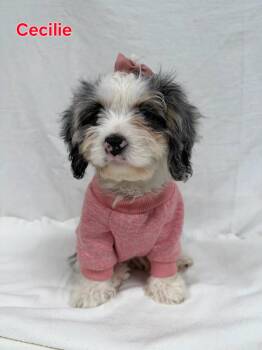 CECILLE -  Cavapoo Dog for Adoption in Ashland, Ohio - CECILLE | PetCurious