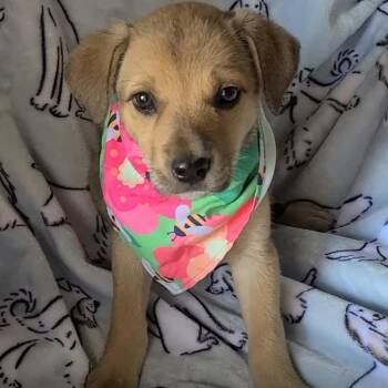 Cookie Dough -  Mixed Breed Dog for Adoption in Woolwich, Maine - Cookie Dough | PetCurious