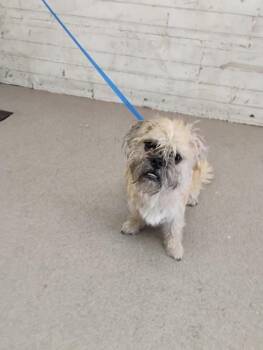 MIGUEL -  Border Terrier Dog for Adoption in San Bernardino, California - MIGUEL | PetCurious