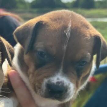 David -  Mixed Breed Dog for Adoption in Madison, Wisconsin - David | PetCurious