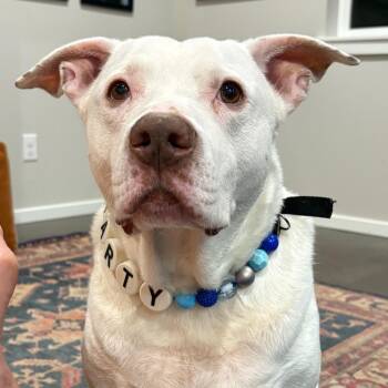 Marty -  Pit Bull Terrier and Mixed Breed Dog for Adoption in Bellingham, Washington - Marty | PetCurious