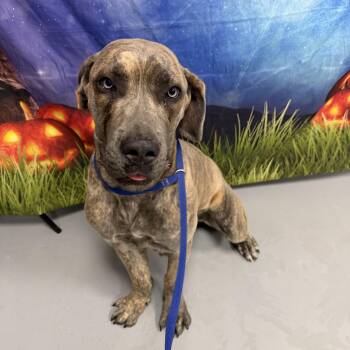 AC-PENDING "Debbie" -  Cane Corso Dog for Adoption in Conyers, Georgia - AC-PENDING "Debbie" | PetCurious