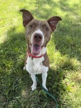 Chase -  Mixed Breed Dog for Adoption in Kansas City, Missouri - Chase | PetCurious