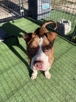 Buster -  American Bulldog Dog for Adoption in Lakeland, Florida - Buster | PetCurious