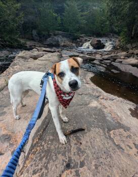 Rescue Australian Cattle Dog Blue Heeler and American Bulldog Dogs for Adoption in Woodstock, Ontario - Hulkie | PetCurious