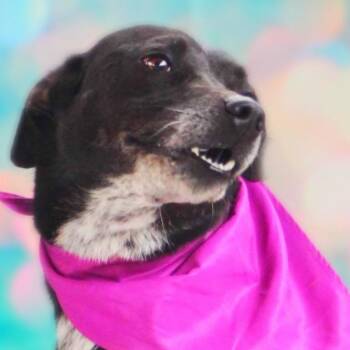 Rescue Australian Cattle Dog Blue Heeler and Whippet Dogs for Adoption in Austin, Texas - Laila Aka Quintana JuM* | PetCurious