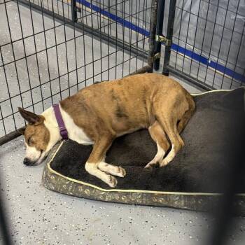 Rescue Catahoula Leopard Dog Dogs for Adoption in Longview, Texas - Melinda | PetCurious