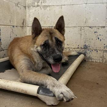 Juno -  Shepherd Dog for Adoption in Edinburg, Texas - Juno | PetCurious