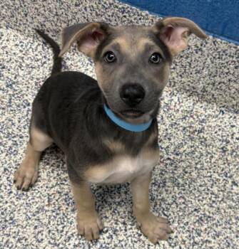 Raindrop -  Shepherd Dog for Adoption in Golden, Colorado - Raindrop | PetCurious