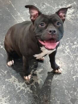 Rescue Pit Bull Terrier and Mixed Breed Dogs for Adoption in Cincinnati, Ohio - Glitter | PetCurious