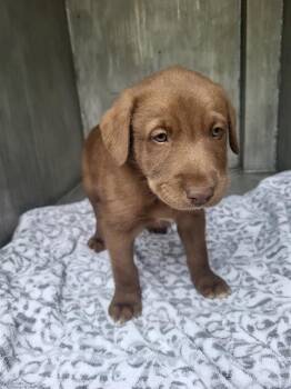 Labrador Retriever Dogs Available for Adoption in San Antonio, Texas - CHONKERS | PetCurious