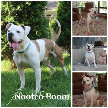 Rescue Terrier Dogs for Adoption in Sioux Falls, South Dakota - Nootro Boom | PetCurious