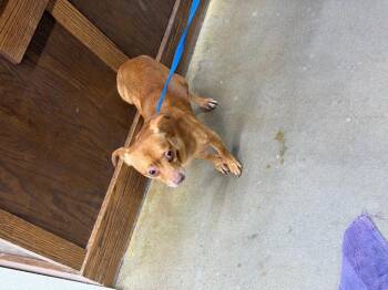 Chewy -  Chihuahua Dog for Adoption in Douglasville, Georgia - Chewy | PetCurious