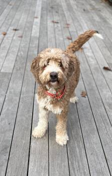 Rescue Golden Retriever and Poodle Dogs for Adoption in New Canaan, Connecticut - Alana | PetCurious