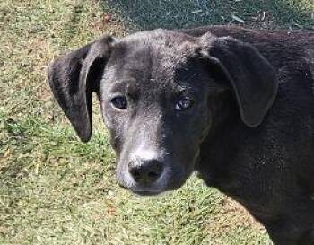 Beagle and Labrador Retriever Dogs Available for Adoption - Bowie Best | PetCurious