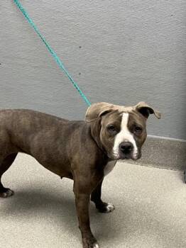 LEI -  Pit Bull Terrier Dog for Adoption in Las Vegas, Nevada - LEI | PetCurious