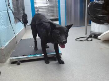 Australian Cattle Dog Blue Heeler and Mixed Breed Dogs Available for Adoption in Albuquerque, New Mexico - ONYX | PetCurious