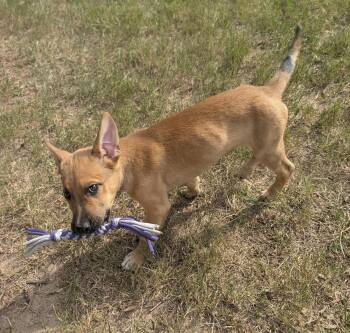 Bud -  German Shepherd Dog Dog for Adoption in The Woodlands, Texas - Bud | PetCurious