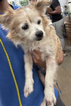 Mixed Breed Dogs Available for Adoption in Dallas, Texas - GIZMO | PetCurious