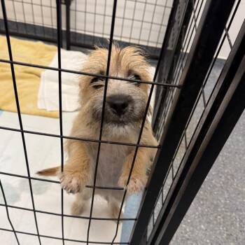 Pogo -  Cairn Terrier Dog for Adoption in Houston, Texas - Pogo | PetCurious
