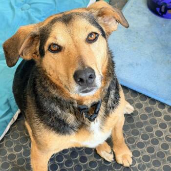 Jack -  Hound Dog for Adoption in Lancaster, Kentucky - Jack | PetCurious