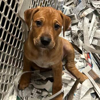 Marnie -  Mixed Breed Dog for Adoption in Dekalb, Illinois - Marnie | PetCurious