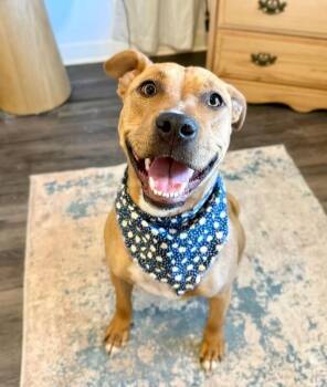 Mona Lisa Just Wants to Love You -  Pit Bull Terrier and Labrador Retriever Dog for Adoption in Friendswood, Texas - Mona Lisa Just Wants To Love You | PetCurious