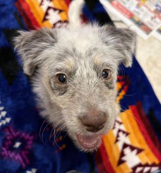 Lasso -  Poodle and Australian Shepherd Dog Available for Adoption in Canutillo, Texas - Lasso | PetCurious