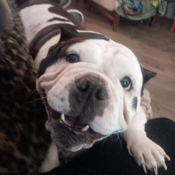 American Bulldog Dogs Available for Adoption in Billings, Montana - Moo Moo | PetCurious