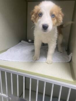 Australian Shepherd Dogs Available for Adoption in Uxbridge, Massachusetts - Stormy | PetCurious