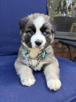 Alaskan Malamute Dogs Available for Adoption - Bruno Mars | PetCurious