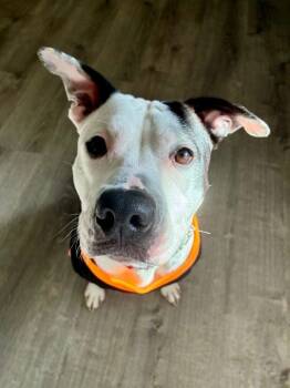 Rescue Pit Bull Terrier Dogs for Adoption in Charlotte, Michigan - Max | PetCurious