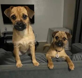Border Terrier Dogs Available for Adoption - Romy And Michelle | PetCurious