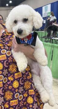 Ben & Jerry -  Bichon Frise Dog for Adoption in Glendale, Ohio - Ben & Jerry | PetCurious