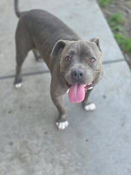 Pippa -  Pit Bull Terrier Dog for Adoption in Manteca, California - Pippa | PetCurious