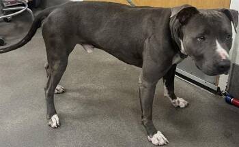 BARRY -  Pit Bull Terrier Dog for Adoption - BARRY | PetCurious