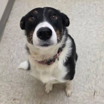 Mora -  Australian Cattle Dog Blue Heeler and Mixed Breed Dog for Adoption in Chatham, Virginia - Mora | PetCurious