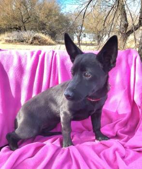 Xoloitzcuintli Mexican Hairless and Chihuahua Dogs Available for Adoption - Zelda | PetCurious