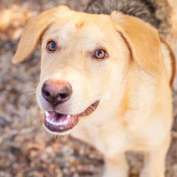 Golden Retriever and German Shepherd Dog Dogs Available for Adoption in Hattiesburg, Mississippi - Bunny | PetCurious